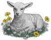 Lamb-laying-on-grass